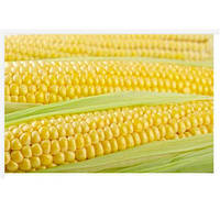 Семена кукурузы Тусон (Тайсон) F1 (100 000 сем.) Syngenta