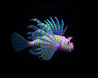 Декор для аквариума Рыбка крылатка синяя маленькая