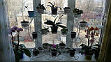 Підставка для квітів на 39 чаш "Фіалка-3", фото 6