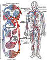Хвороби органів кровообігу і серця