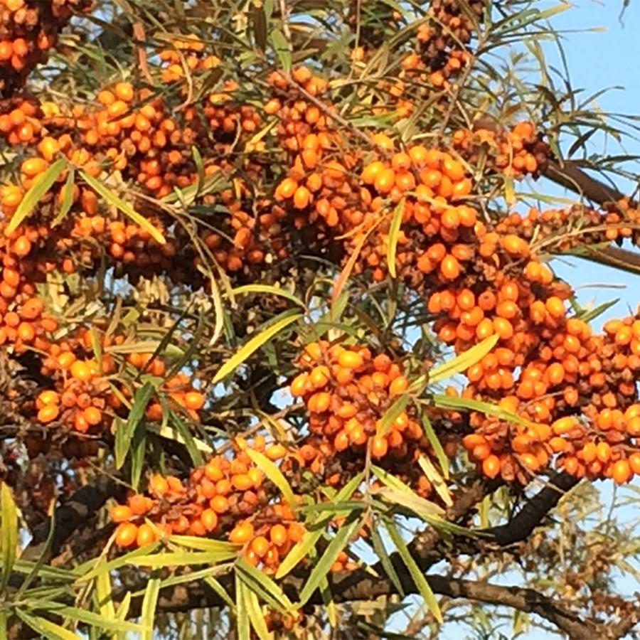 Саджанці обліпихи сорт Mara, 2 роки