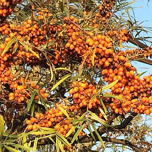 Саджанці обліпихи сорт Mara, 3 літні, фото 1