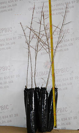 Саджанці обліпихи сорт Mara 1 річні, напівупаковані, фото 3