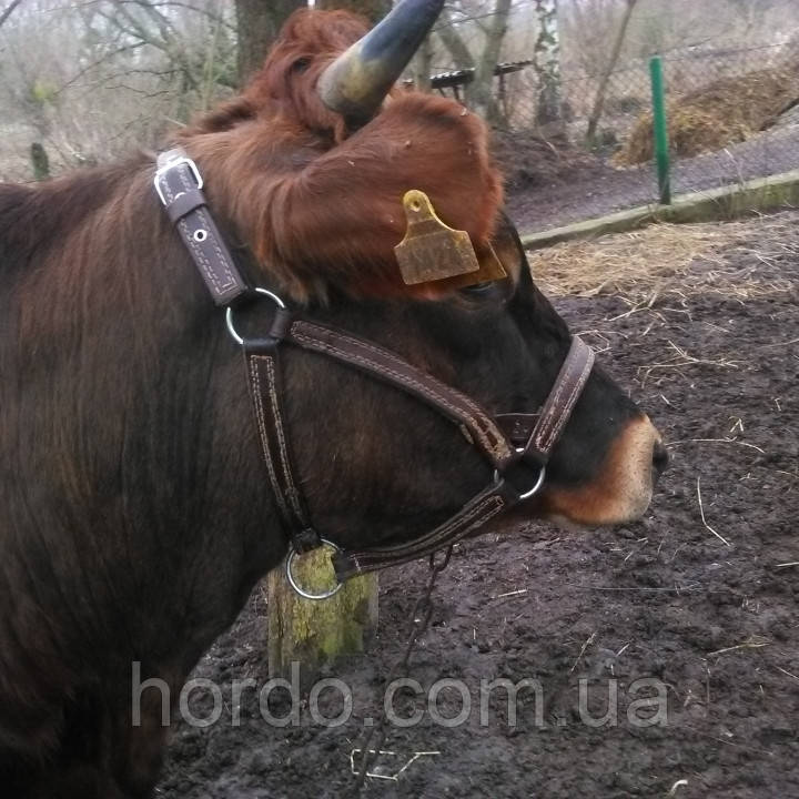 Невуздок облюбленця кантар корови коня