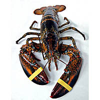 Лобстер цілий заморожений (450-1350 г/шт)