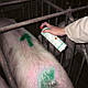 Спрей для маркування тварин MS Marking Spray, 500 мл, зелений, фото 2
