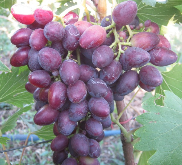 Саджанці винограду КАРМЕН раннього терміну дозрівання, фото 1