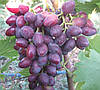 Саджанці винограду КАРМЕН раннього терміну созреванияч