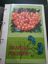 Лікарські рослини. Навчальний гербарій