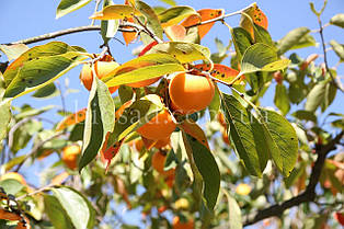 Хурма Вален Б'юті (Valene Beauty) (2 роки)