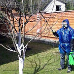 Чим обробляти дерева від хвороб і шкідників по фазах