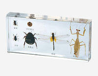 Корисні комахи в прозорому пластику