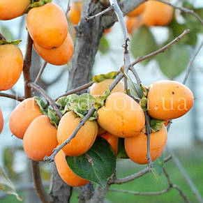 Хурма Віргінська (Diospyros virginiana) (2 роки) Самоплідний сорт, фото 3