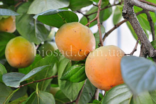 Хурма Гора Роман Кош (2 роки) Самоплідний сорт