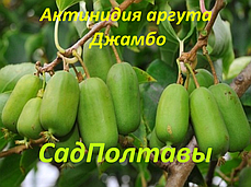 Саджанці актидія аргуту Джамбо (жінка) 1летіння в конт.1л