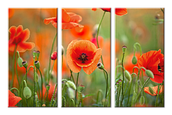 Набори схем для вишивки бісером "Tela Artis" Макове поле СК-003