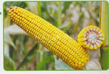 ДН Зоряна кукурудза зернова 80 тис.нас (Рост Агро)