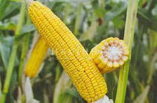 Маг кукурудза зернова 80 тис.нас ФАО - 250 (Рост Агро)