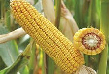 ДН Галатея кукурудза зернова 80 тис.нас ФАО - 260 (Рост Агро)