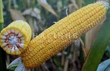 ДБ Хотин кукурудза зернова 80 тис.нас ФАО - 280 (Рост Агро)