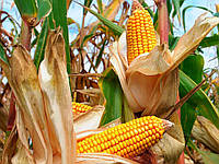 Збруч кукурудза зернова 80 тис.нас ФАО - 310 (Рост Агро)