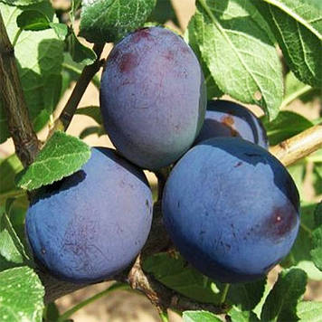 Слива Віжен (середньо-пізня)