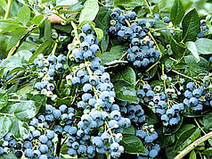 Саджанці лохини Чандлер, 5-річна в горщику h-120-150см. кущ.,3-5 пагонів