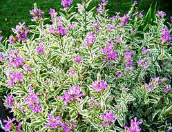 Фізостегія строкатолиста (саджанці)