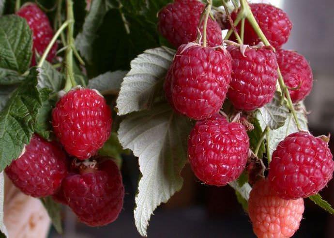 Саджанці малини Polana, фото 1