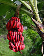 Банан Червоний (Musa acuminata Red Dacca) Кімнатний