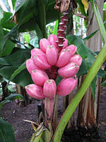 Банан (Musa velutina) Рожевий, оксамитовий 30-40 см. Кімнатний