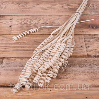 Сухоцвіт спіралки бежеві Натуральний матеріалу для декору, фото 1
