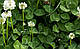 Конюшина біла (ниэькорослий, декоративний сорт Рівендел), 1 кг, фото 3