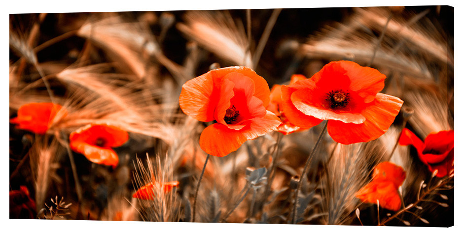 Картина на полотні на стіну для інтер`єру/спальні/прихожої DK Червоні маки 50х100 см (c41)