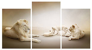 Модульна картина на полотні на стіну для інтер`єру/спальні/прихожої DK Сім'я левів 100х53 см (M3-t103)