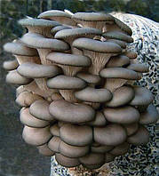 Мішок засіяний гриби Глива , Грядка, грибний блок глива,глива