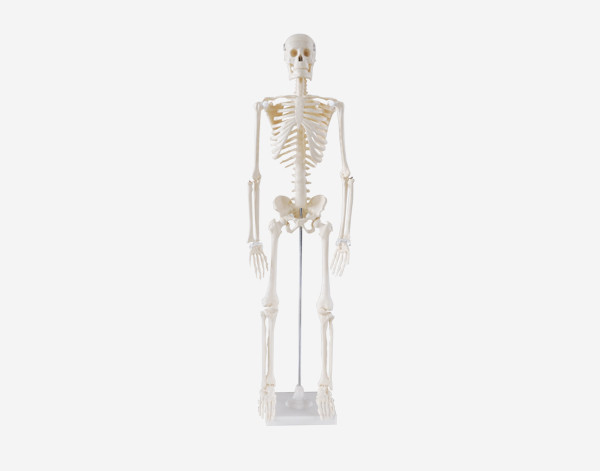 Модель Скелет людини 85см