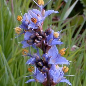 

Либертия голубоватая (Libertia caerulescens) 4 сем