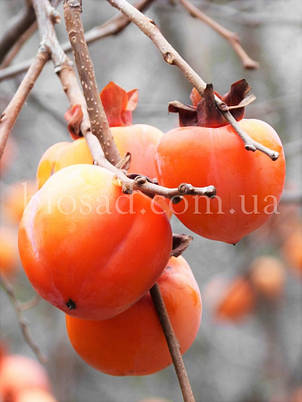Хурма Хачія (Hachiya)/Бичаче Серце (2 роки), фото 1