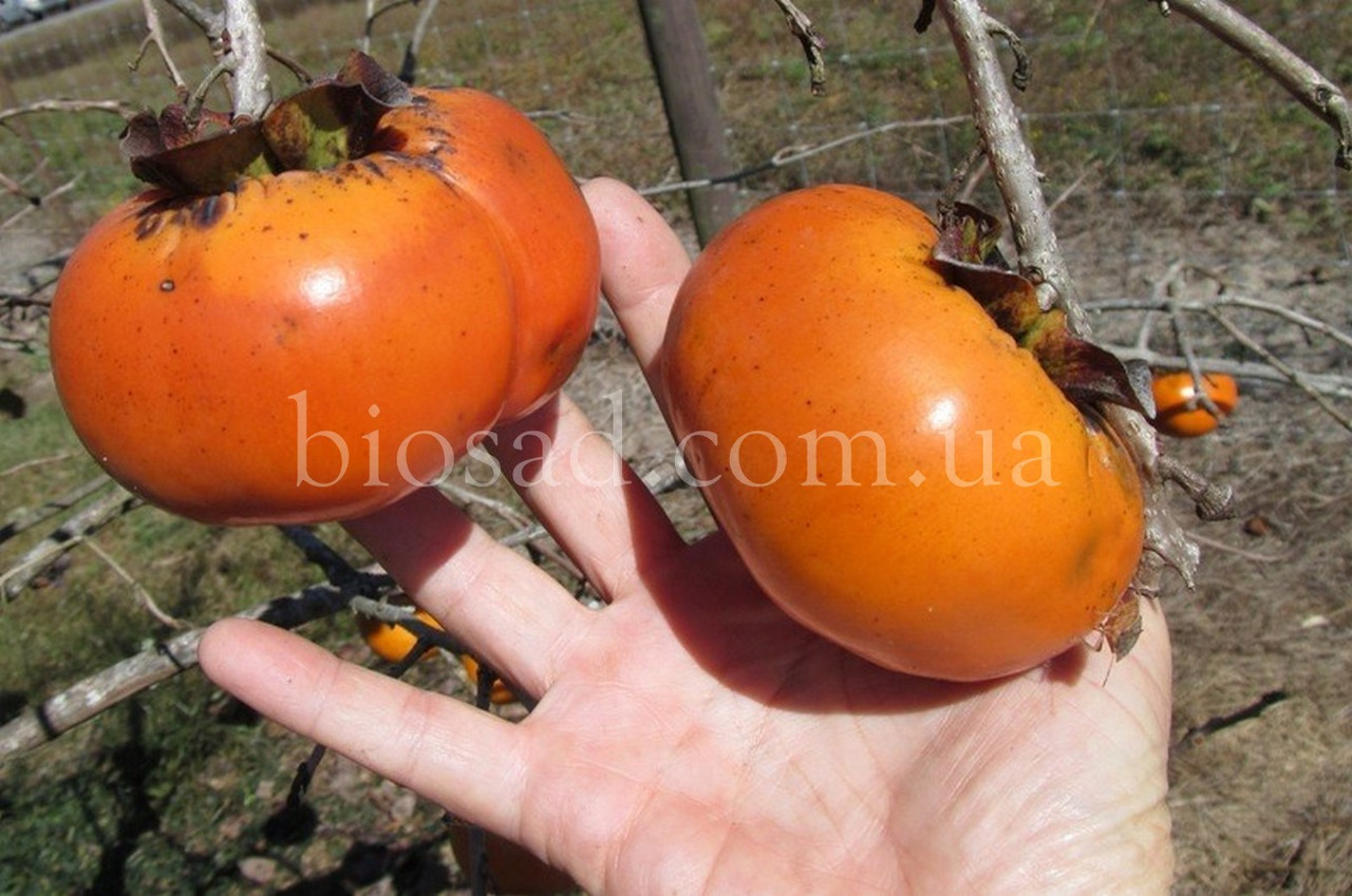 Хурма Шоколадниця (Chocolate)/Зенджи Мару (2 роки)