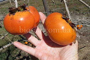 Хурма Шоколадниця (Chocolate)/Зенджи Мару (2 роки)