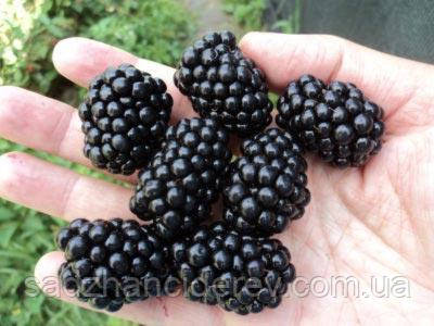 Саджанці ожини (ежевика) Честер (Chester Thornless)