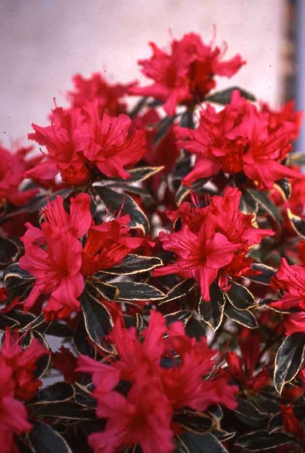 Азалія японська Hot shot Variegata 2 річна, Азалія японська Варієгата, Azalea japonica Hot shot Variega