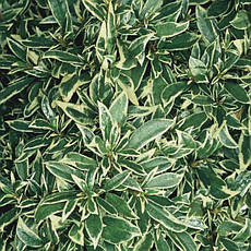 Азалія японська Hot shot Variegata 2 річна, Азалія японська Варієгата, Azalea japonica Hot shot Variega, фото 2