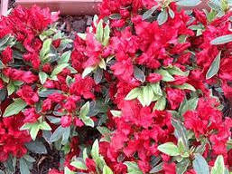 Азалія японська Hot shot Variegata 2 річна, Азалія японська Варієгата, Azalea japonica Hot shot Variega, фото 4