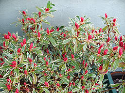 Азалія японська Hot shot Variegata 2 річна, Азалія японська Варієгата, Azalea japonica Hot shot Variega, фото 5