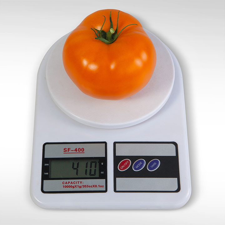 Айсан KS-18 F1 (1000 нас.) насіння томату Kitano