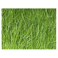 Газонні трави