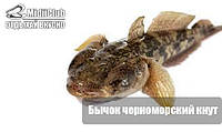 Бичок чорноморський добірний ("батіг", +-10 шт/кг)