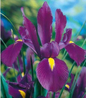 Ірис Romano, фото 1